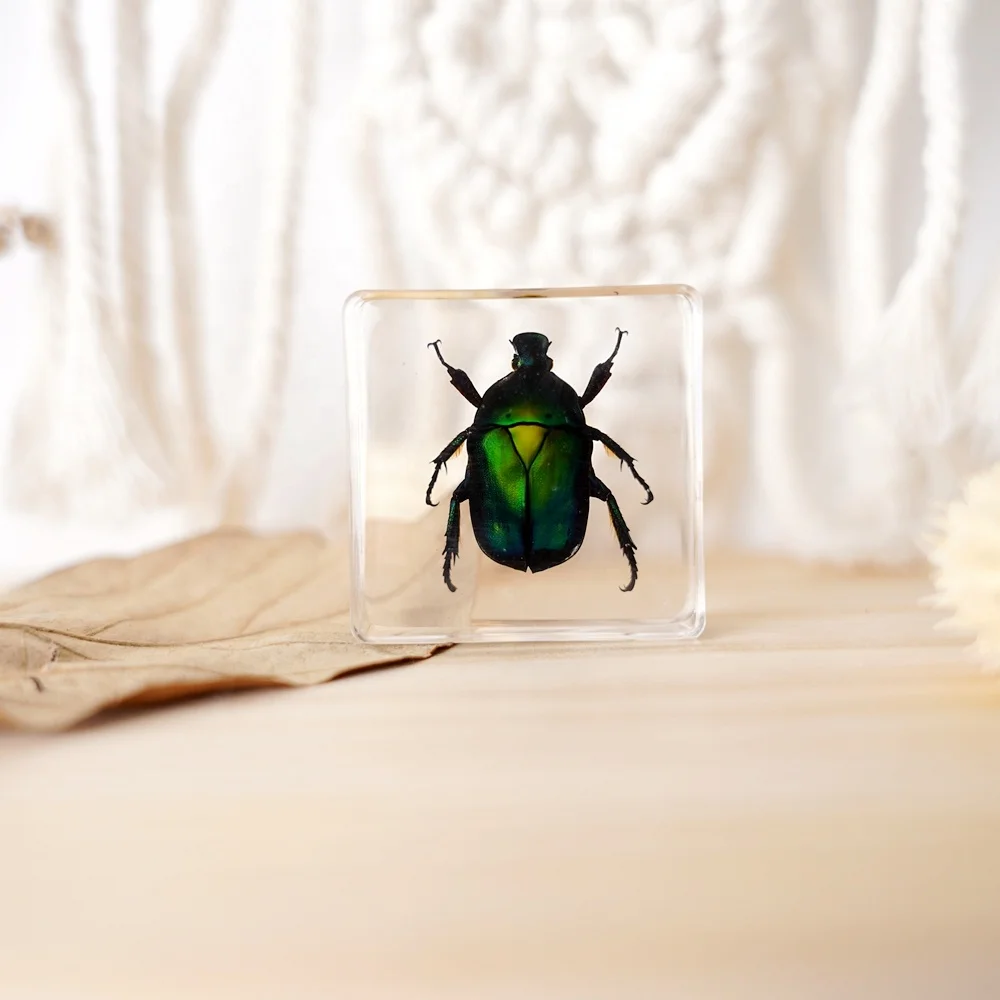 Real Insects Paperweight Taxidermy Specimen Resin Biological Model Educational Supplies Teaching Resources Animal Pattern Study