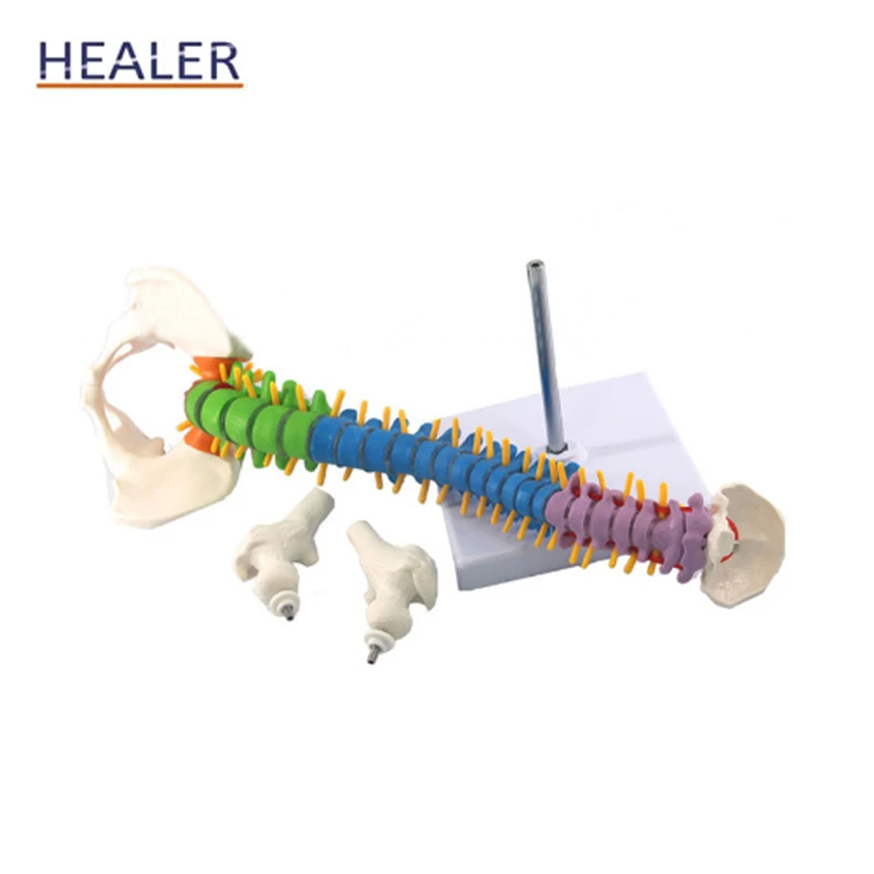 45CM Human Color Detachable PVC  Anatomical Vertebral Column Model Spinal Model with Femur