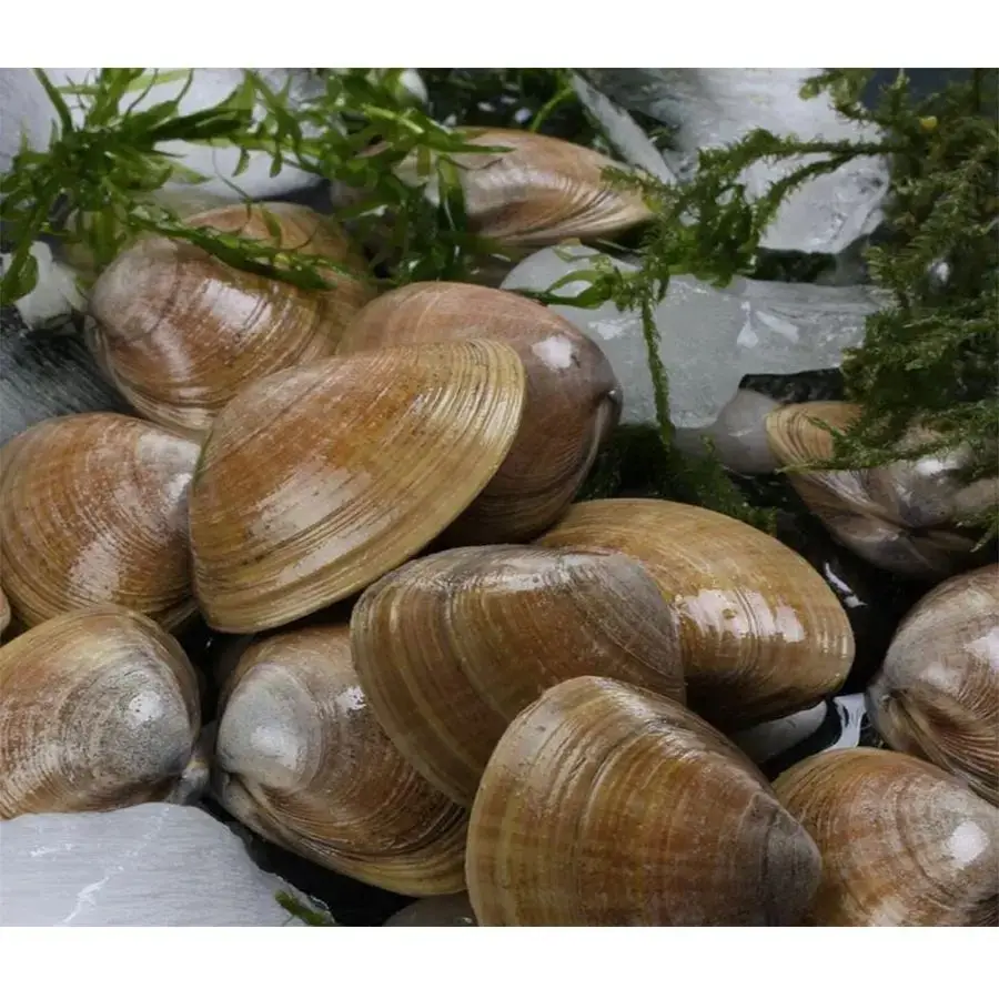 Frozen and freshly cooked MSC certified delicious specialized seafood fresh clam meat