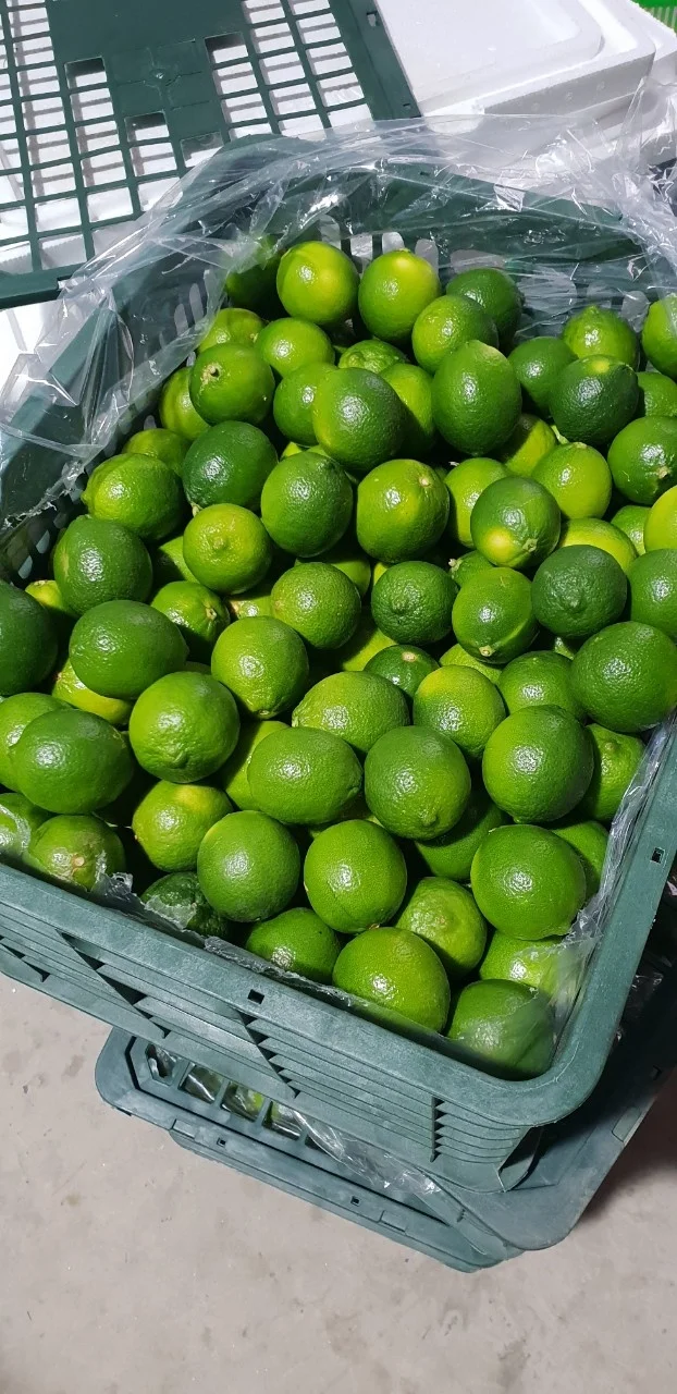 
BEST QUALITY SEEDLESS LEMON 2021 FROM VIETNAM 