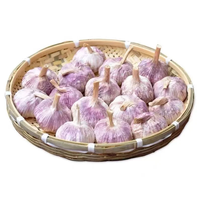 2024 new crop  Chinese fresh garlic red normal purple pure white garlic ajo alho garlics price for wholesale
