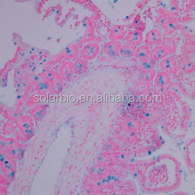 G1560 Alcian Blue Stain Kit  (pH 2.5)  CAS 75881-23-1 For scientific research