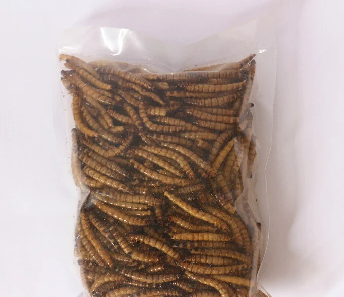 
Wholesale Super Worms Mealworms Dried for Aquarium Fish Food 