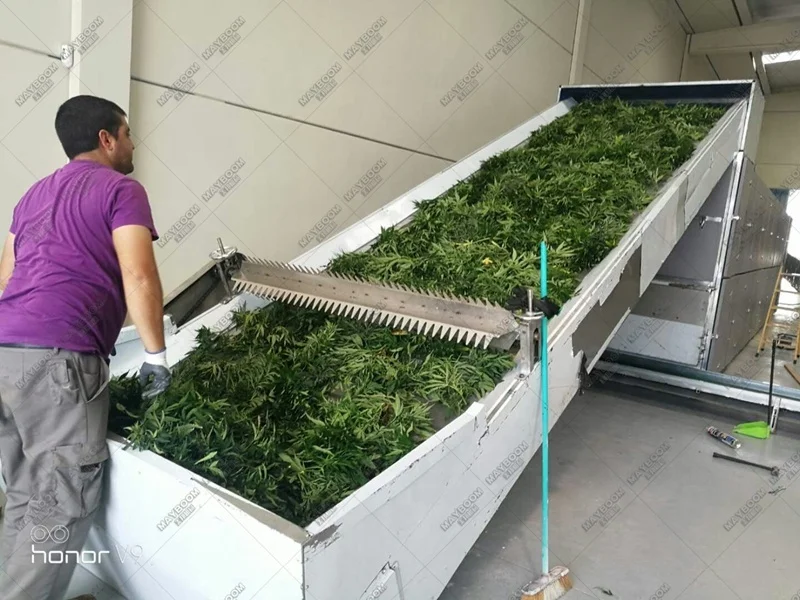 New design 30% energy saving  conveyor herb mesh belt dryer
