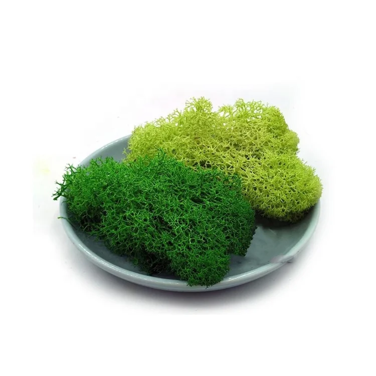 summer flora New products christmas garden decorations small green decorative flower preserved flower moss