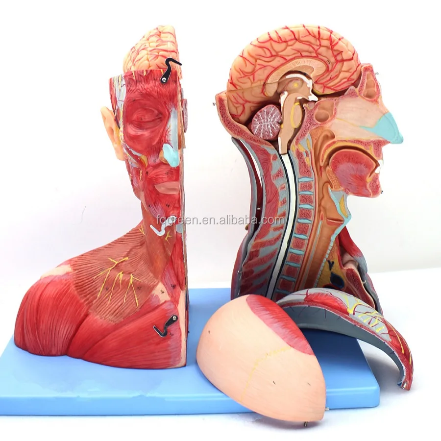 Medical professional human anatomy, head and neck vascular neuroencephalon model