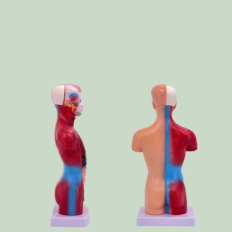 hot sale good price Medical 3D Model Anatomical Anatomy Dual-sex Human Torso with head Model medical supplies