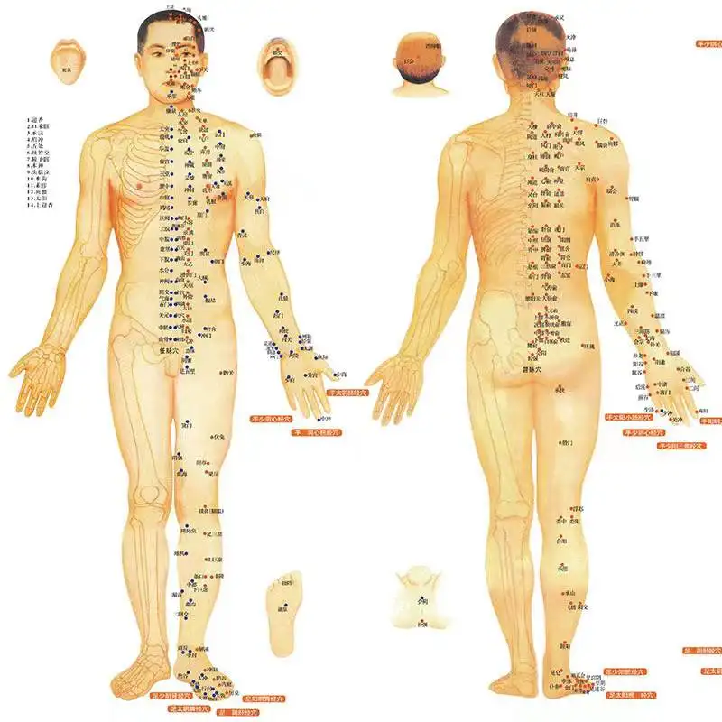 Clear Chinese medical acupuncture charts points human body acupoint meridian map