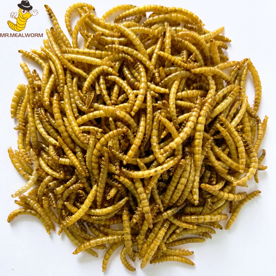 Factory direct supply Natural Material Popular Pet Food Dried Mealworms Protein Powder