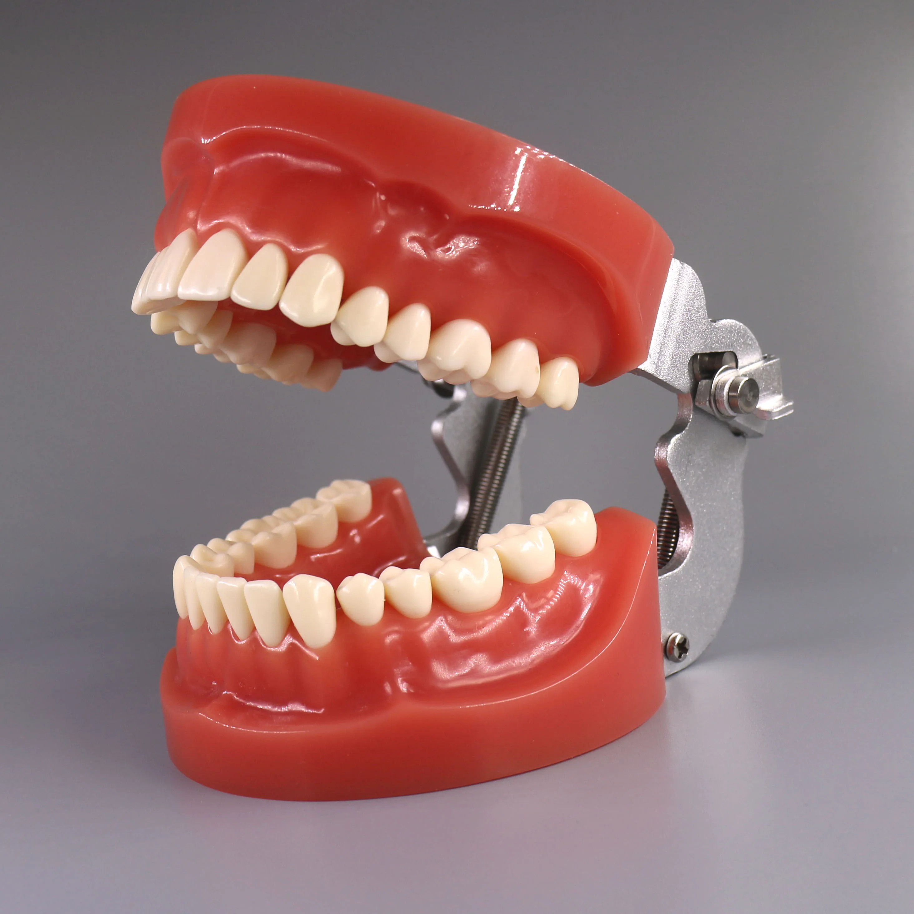 Standard Jaw model teeth preparation practice typodont for teaching resources with hard gingiva