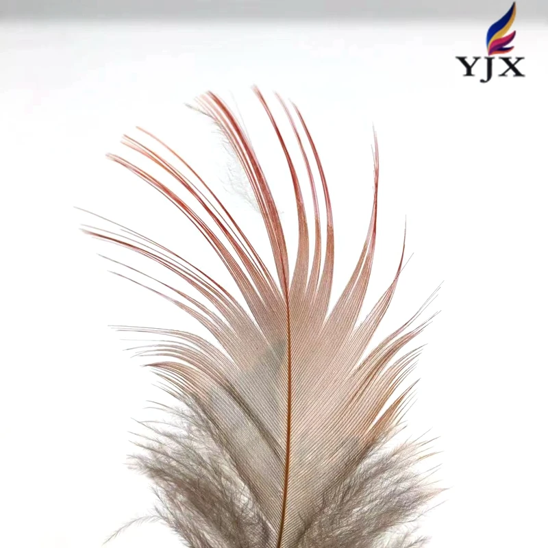Wholesale  Natural  Color  Golden Pheasant Feathers    Pheasant Plumage  Feathers