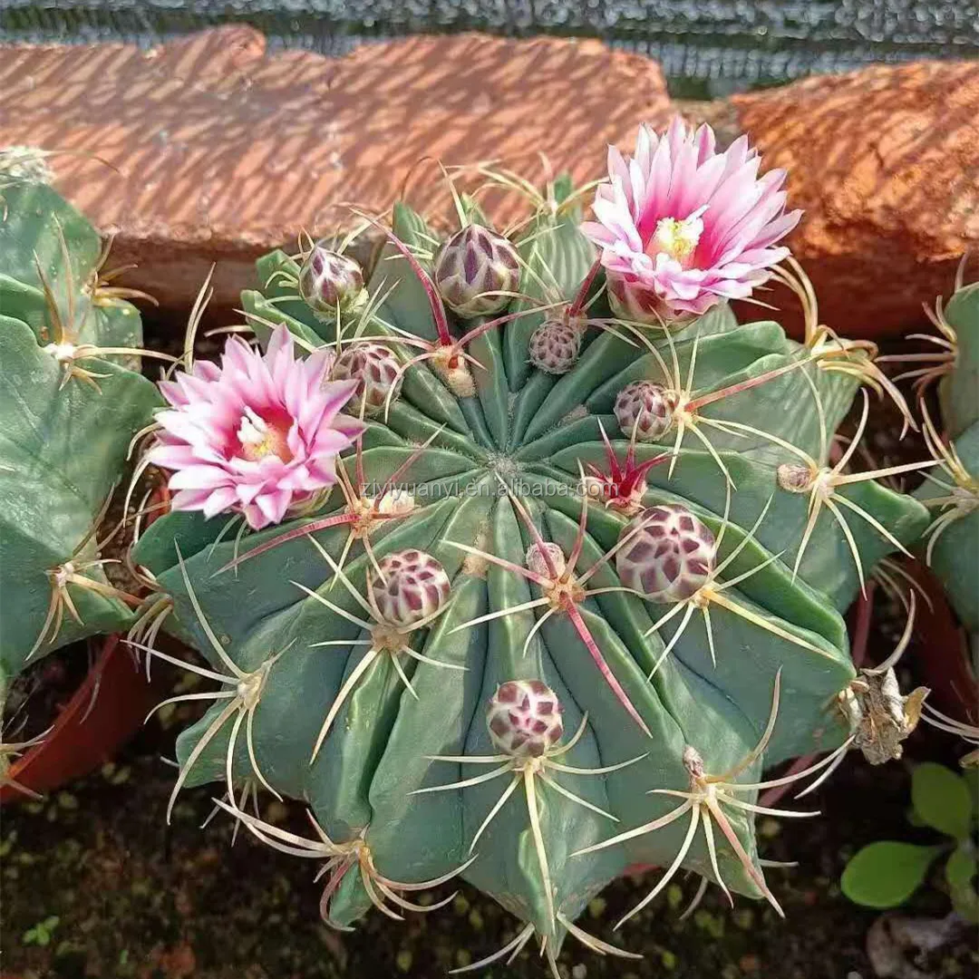 
Wholesale hot sell cactus natural plant live woody plants good good quality cactus 