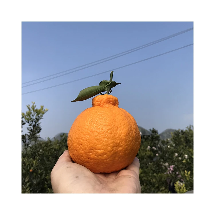 China Sweet Sand Sugar Oranges Mandarin Orange