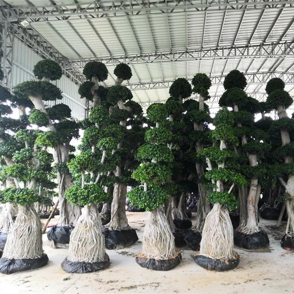 
Ficus microcarpa bonsai china Tree Aerial Roots Bonsai 