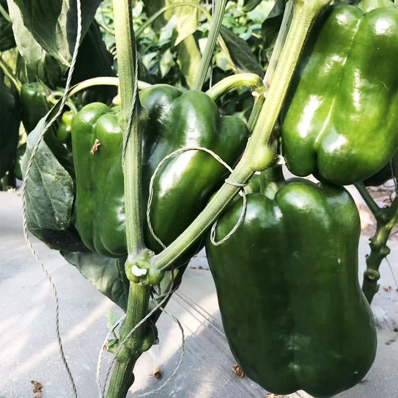 
Hybrid F1 big size sweet pepper seeds from china for growing 