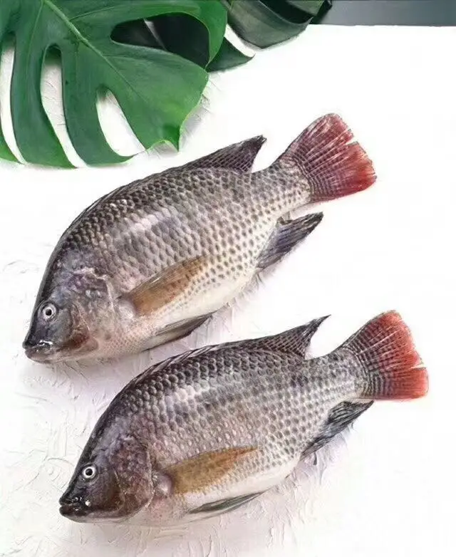 Замороженная черная Тилапия рыба цельная круглая G &