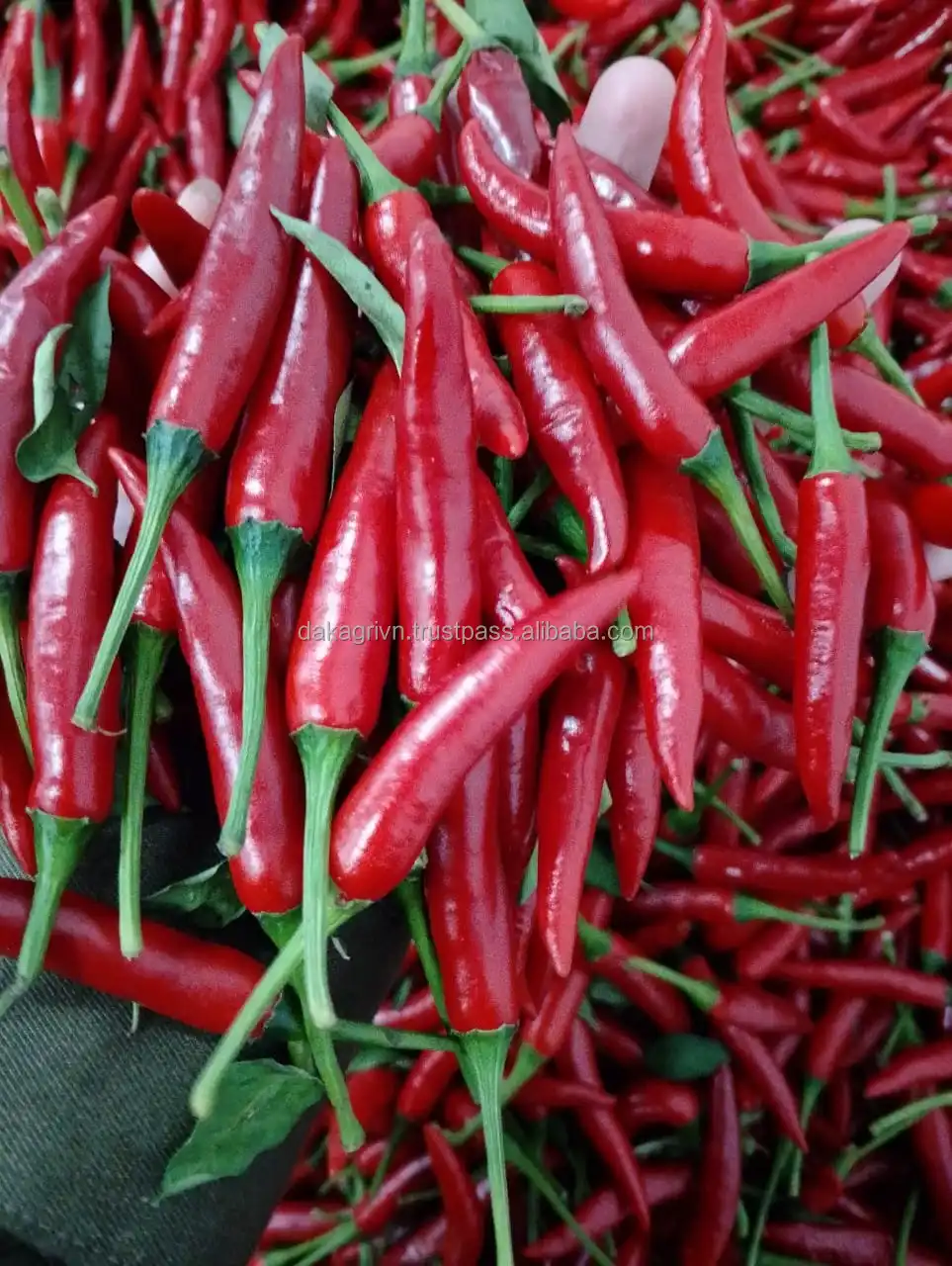 Форма палочки OEM красный перец чили новейший Урожай натуральный вкус HACCP сертификат Замороженные овощи специи травы