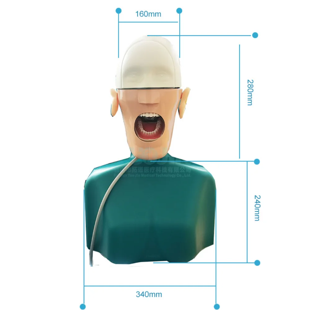 Dental Simulators Hygiene Manikins Phantom Head Sennior Teeth Model With Torso For Dentist Practise Teaching Model