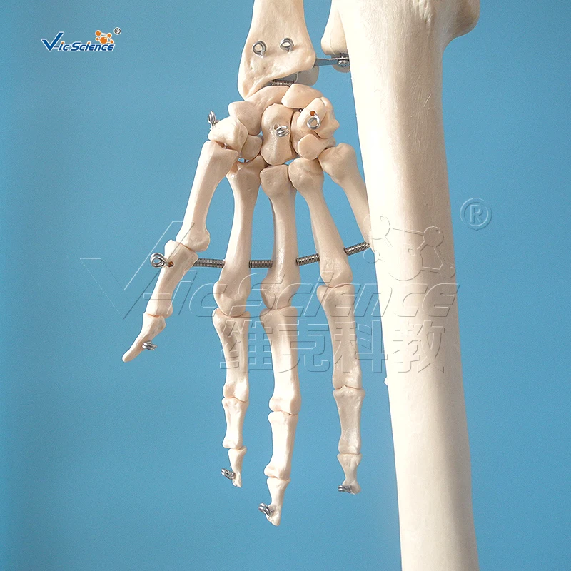 180cm Human Skeleton Model Teaching Model Medical Model