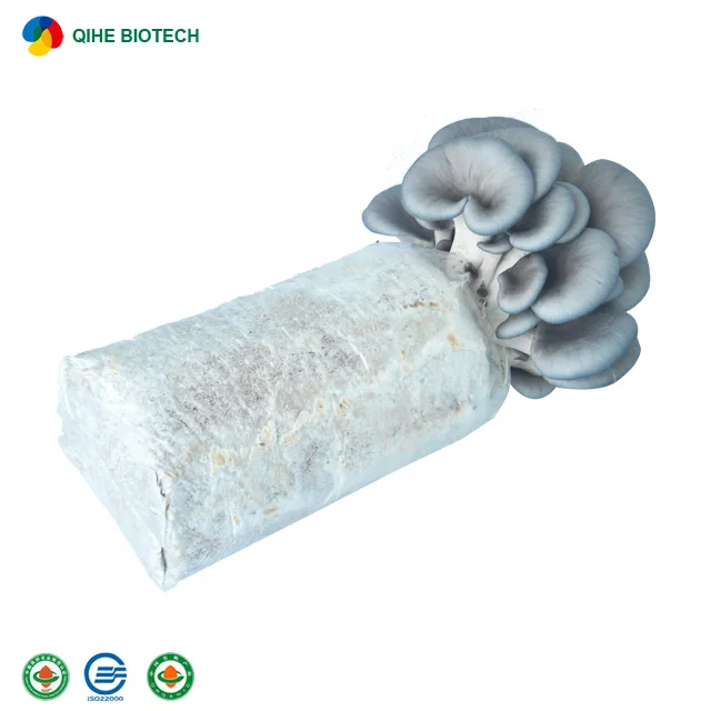 
high yield Oyster mushroom spawn/grow kits for export 