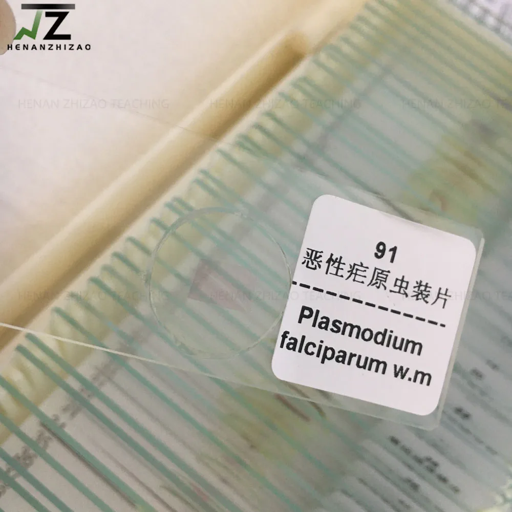 Plasmodium Falciparum Smear Prepared Microscope Slides 1 Pieces