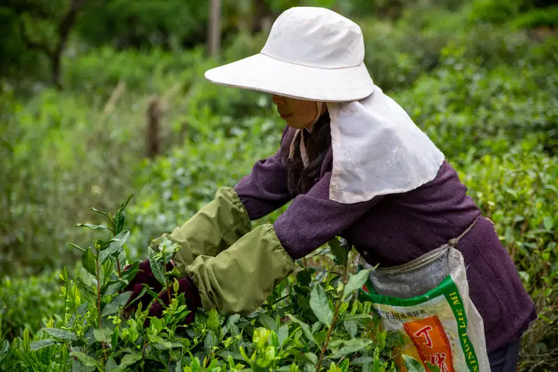 European standard Chunmee green tea 41022