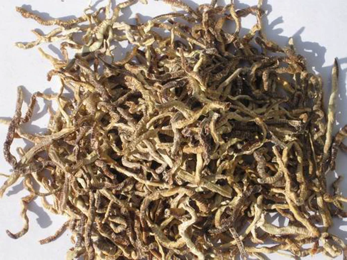 Wholesale hot sell high protein nourishing dried earthworms for animal food feed pet food