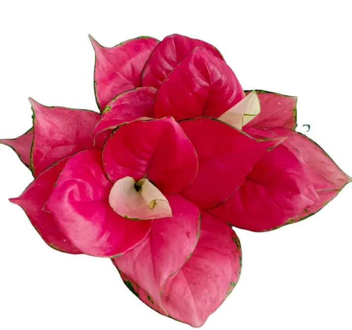 Aglaonema Red Ruby low price Wholesale artificial plants