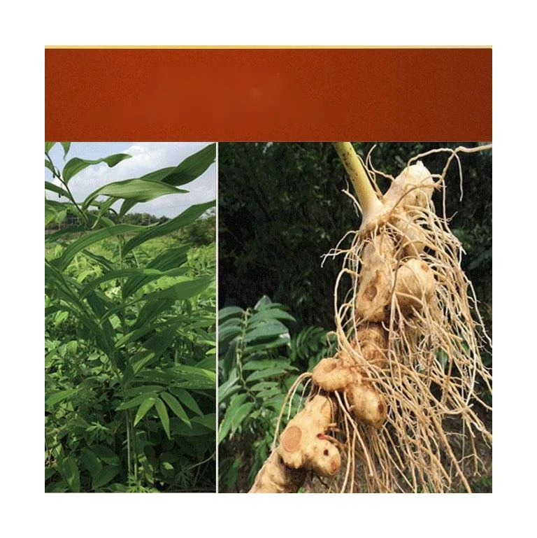 
Hot Selling Good Quality Rhizomes Block Baked Charcoal Polygonatum Yellow Tea 