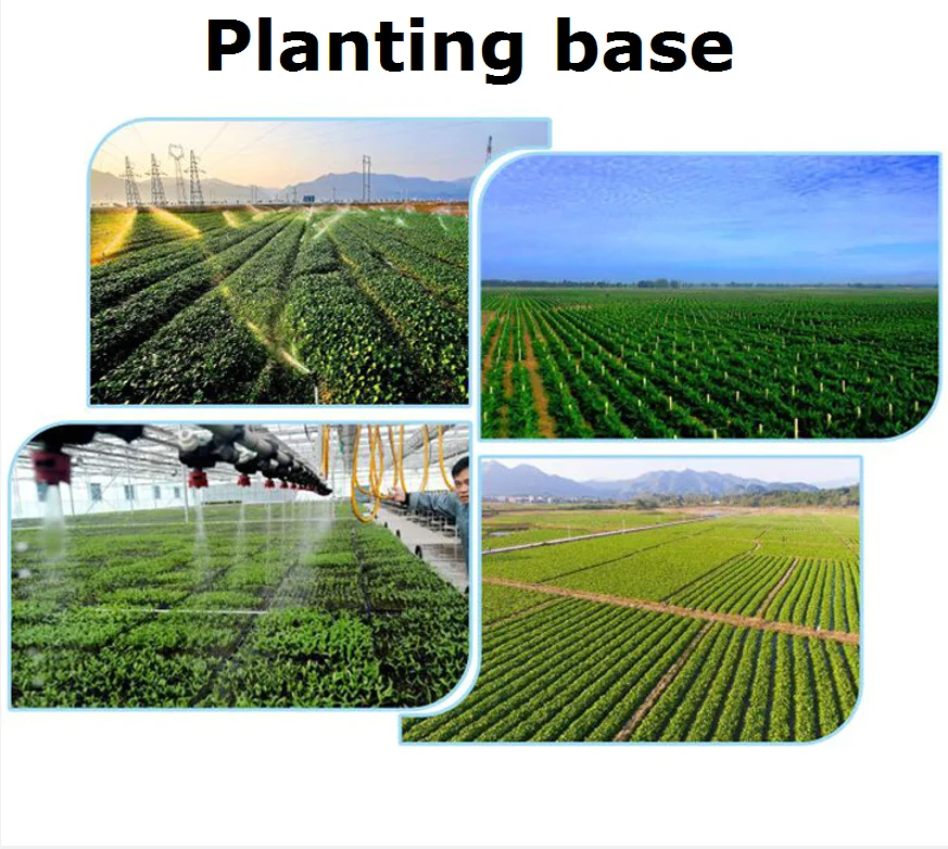 Чистота 95% 98% Кверцетин дигидрат безводный натуральный растительный пищевой добавка