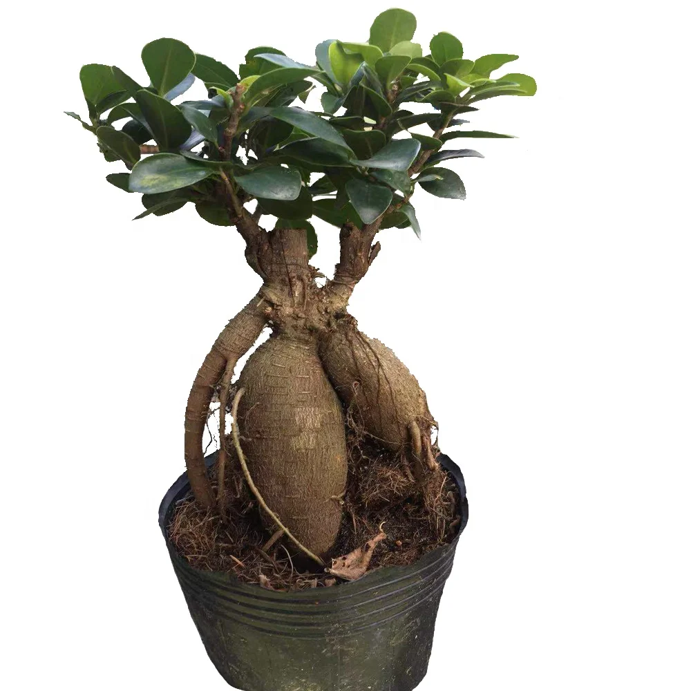45cm bonsai tree indoor ficus ginseng microcarpa