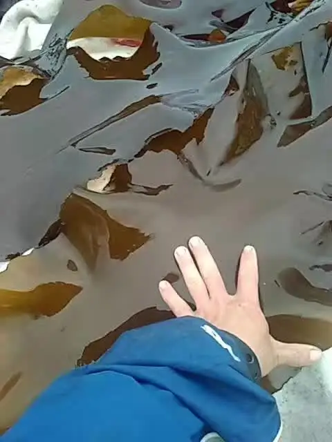 Kombu kelp сушеная из Фуцзянь Китай