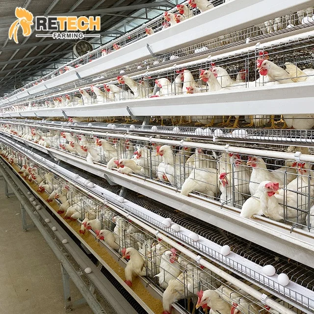 Poultry Farm Automatic Durable Easy Cleaning Chicken Cage