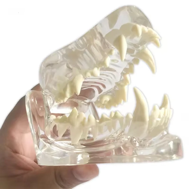 Animals Oral Tooth Jaw For Veterinary Office Educational Tool Transparent Canine Dog Cat Teeth Anatomical Model