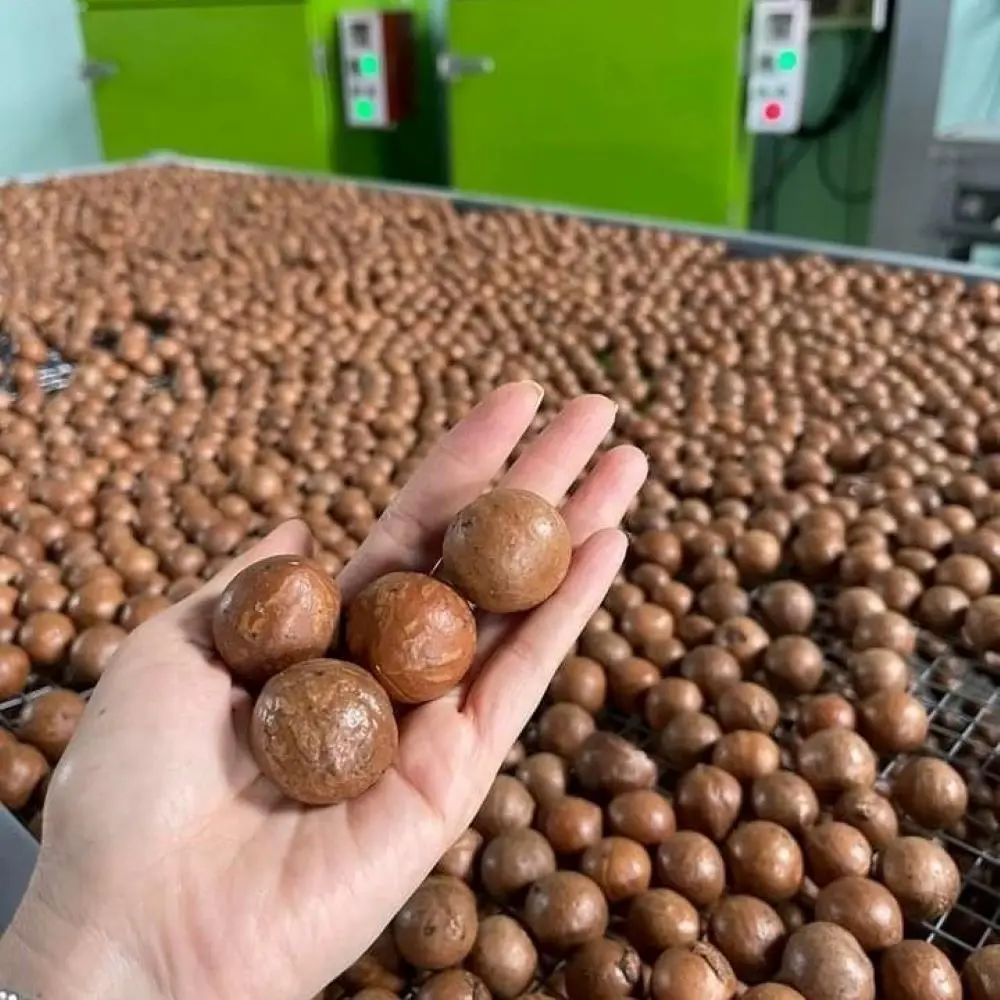 Raw Macadamia Nut Kernel in Shell Buyers Chinese Bag Packaging Mixed Dry Fruit and Nuts Small Pack