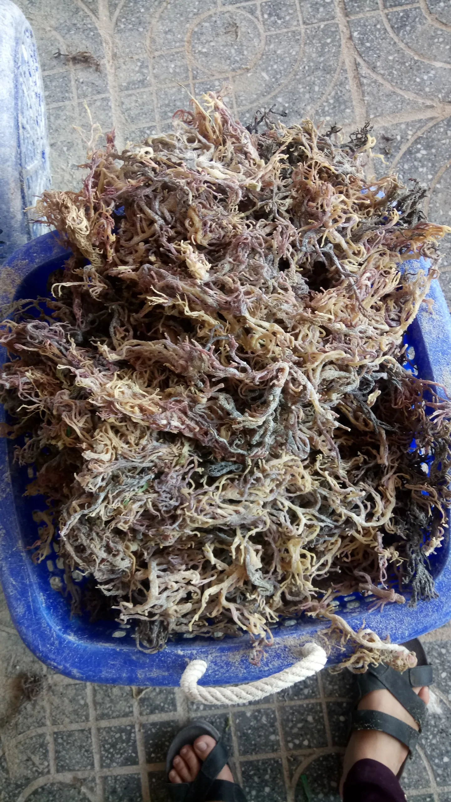 
Healthy eucheuma cottonii 2020 / Whatsapp +84 845639639 