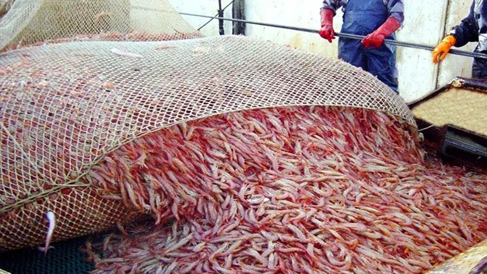  Свежий Омар Мэн/Живой омар Мэн/американские лобстеры