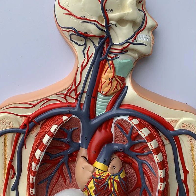 Medical Anatomy Model Plastic Simulation Human Blood Circulatory System Model