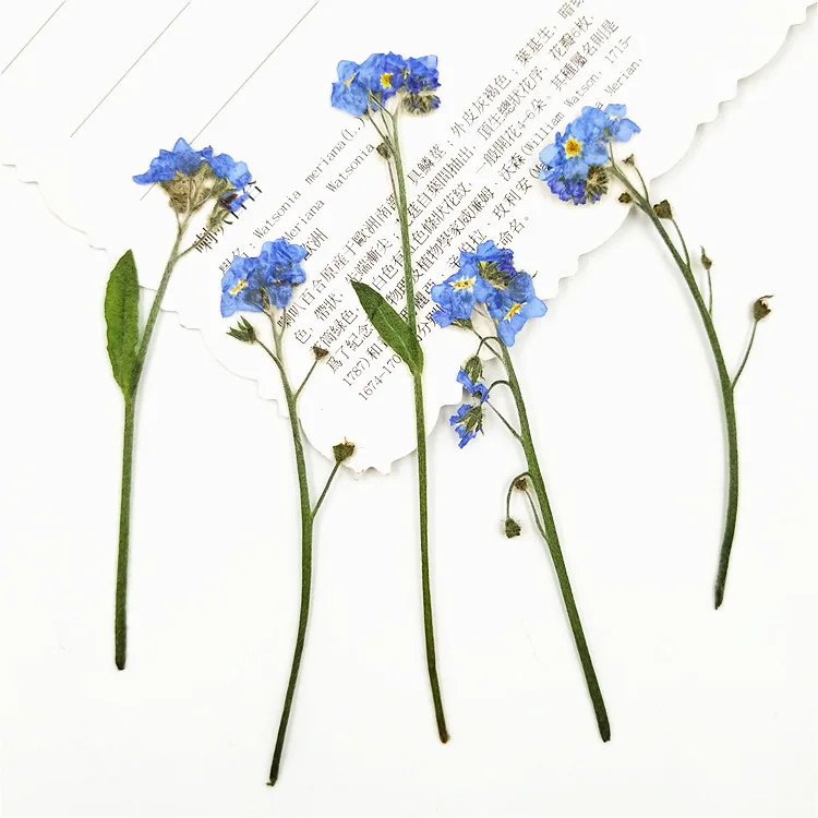 I628 Branches Forget-me-not Grass Dried Press Flowers and Leaves Single Branch DIY Specimens