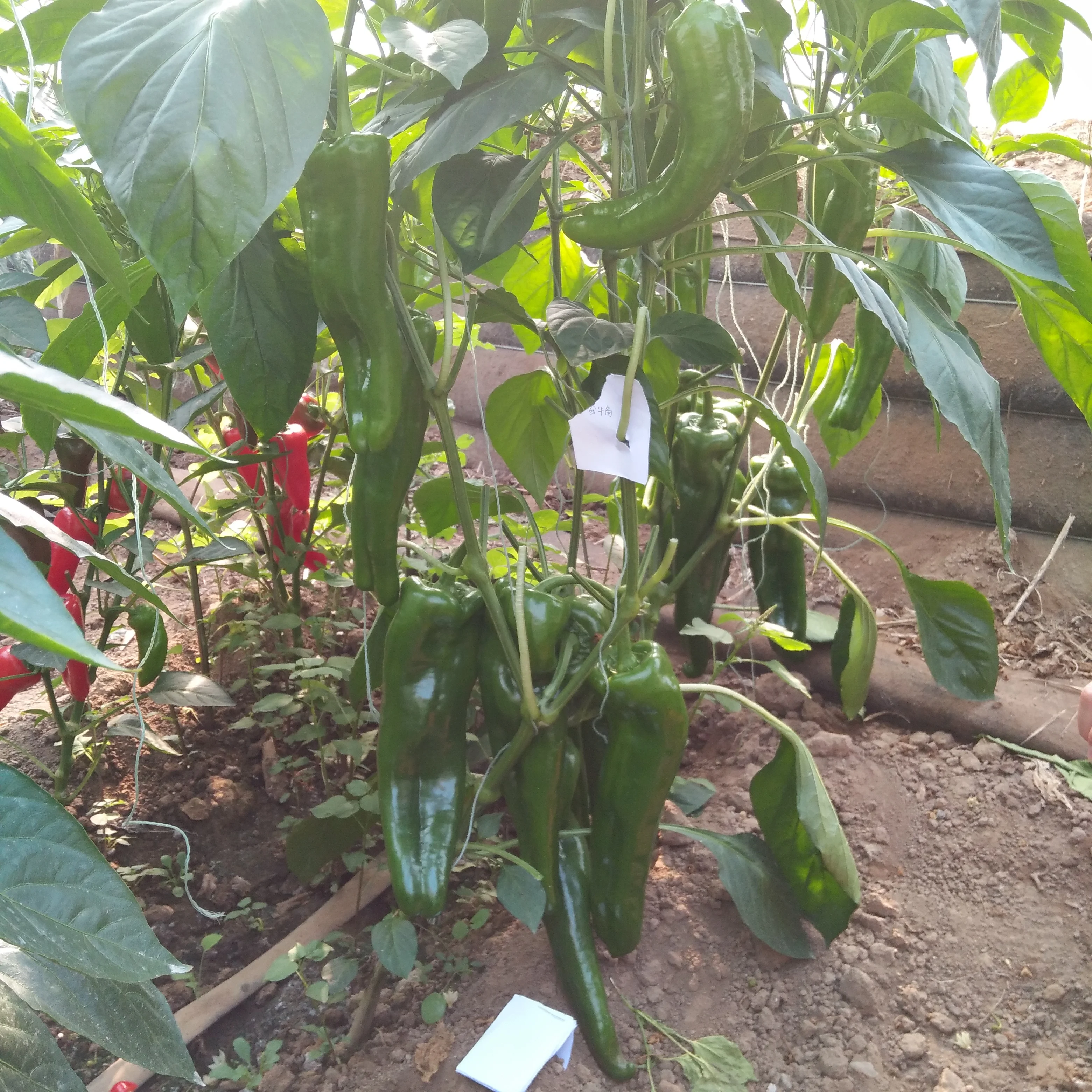 Golden horn F1hybrid chili pepper seeds super high yield medium maturity