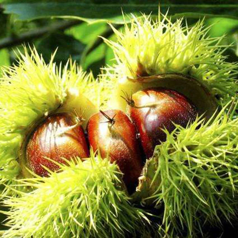 Wholesale price Snacks food chestnut cooking fresh chinese water chestnuts raw fresh chestnut snack wholesale