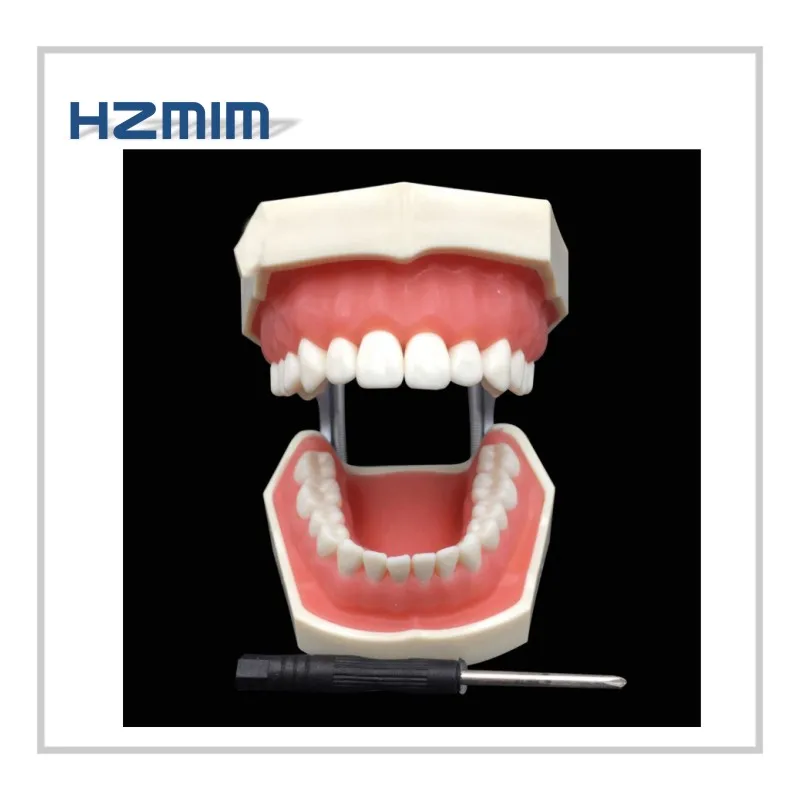 Dental implant model,Dental model with removable teeth