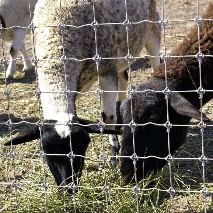 High Tensile Sheep Goat Fencing Filed fence/ farm fencing /farm wire fence