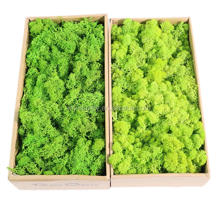 scandinavian moss Ready Made Customized Office Decoration 3D Real Natural Moss Wall Art Frame Wholesale Reindeer Moss Stabilized