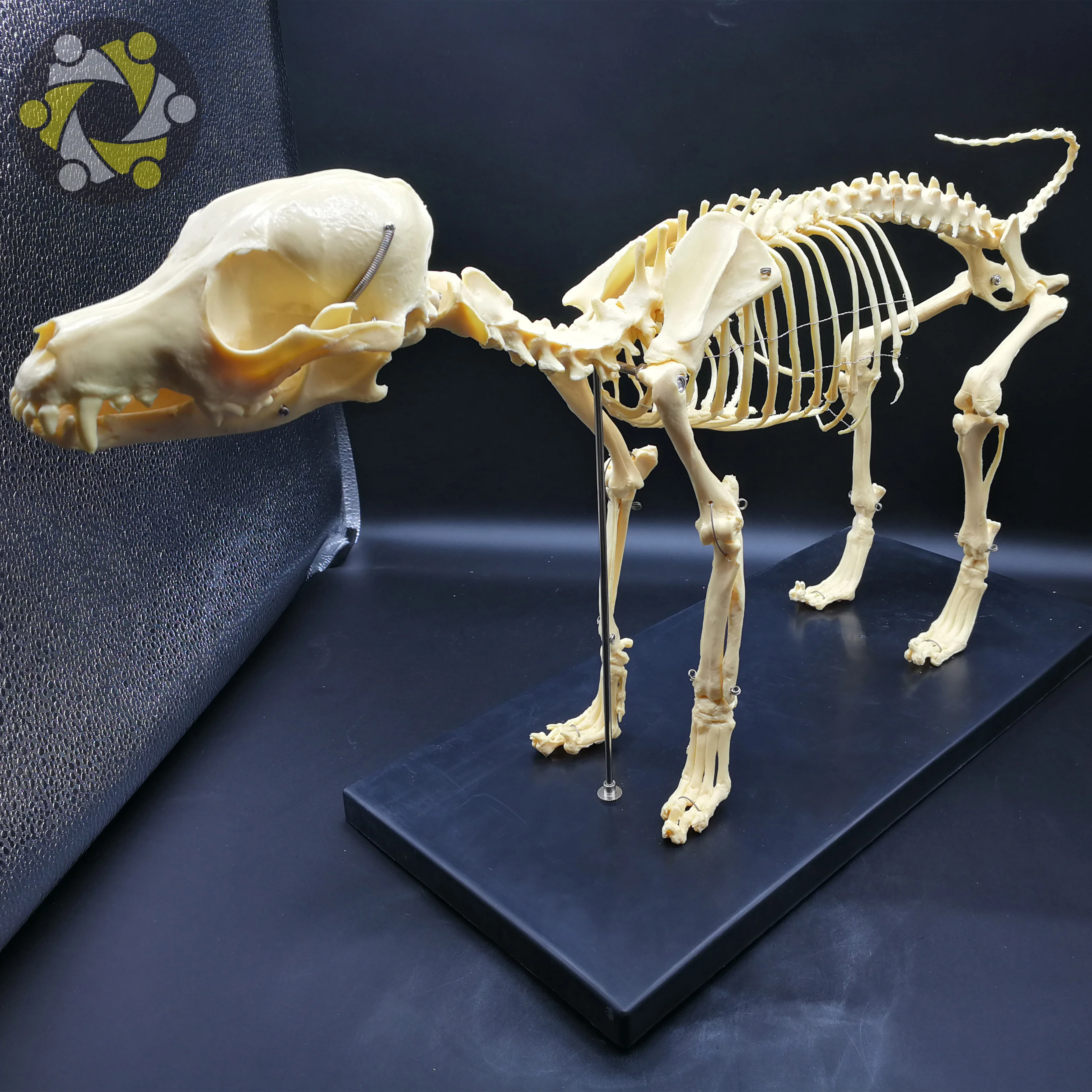 Medical Science Biology Teaching Animal Dog Canine Skeleton Model To  Studying