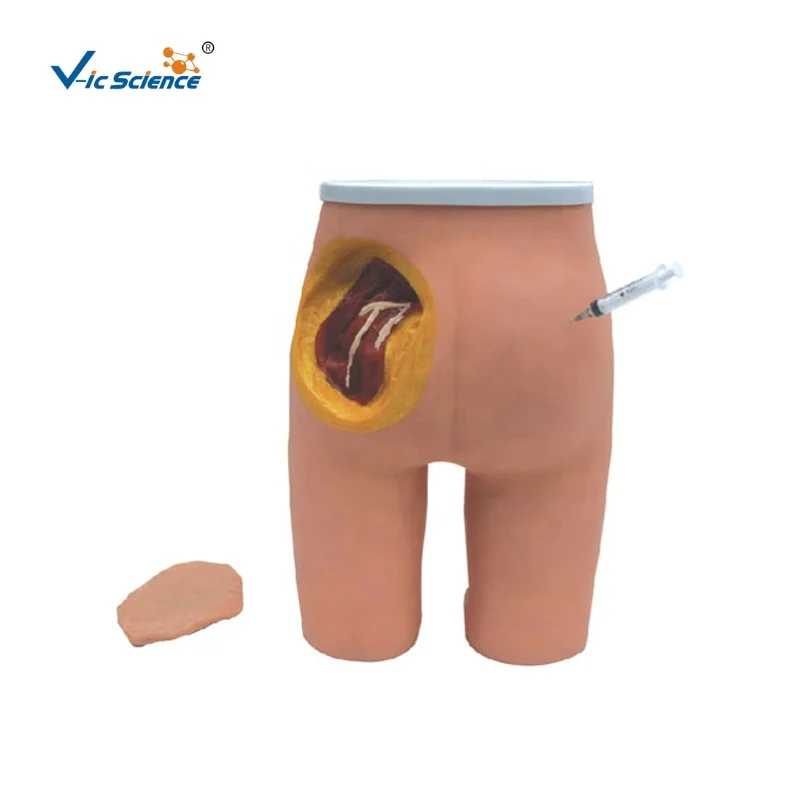 Advanced Gluteal  Anterior Superior Iliac Spine Posterior Superior Iliac Spine Muscle Injection and Anatomical Structure Model