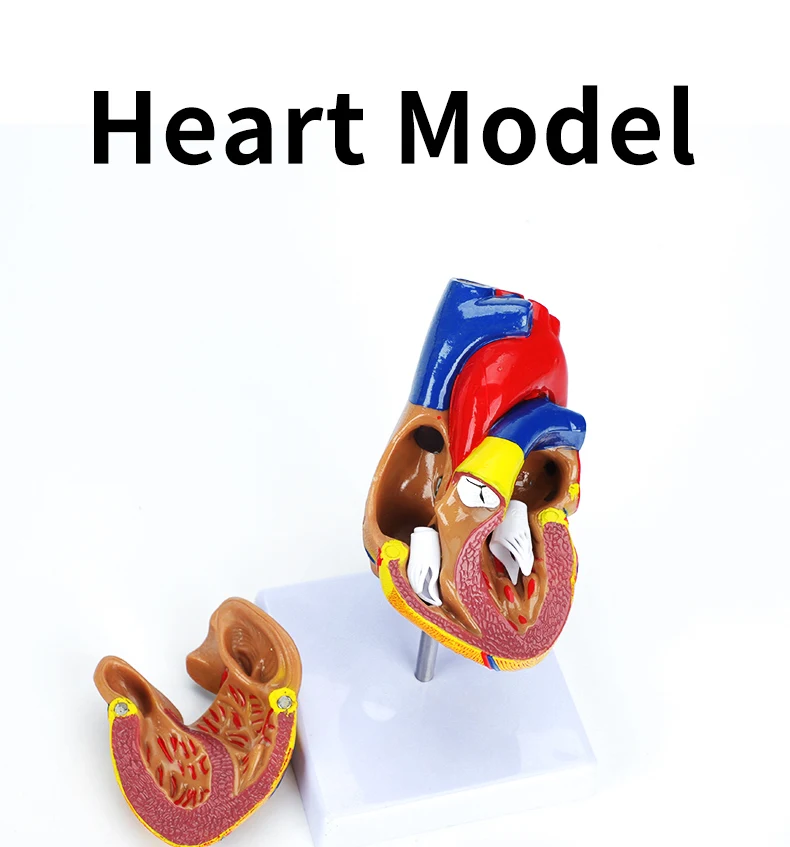 Medical Cardiac Anatomy Human Heart Model for Cardiology Ultrasound Surgery Training