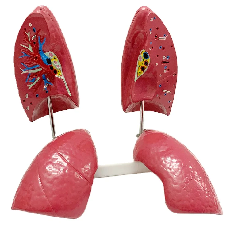 Wholesale Respiratory Artificial Biology Human Anatomical artificial lung Model