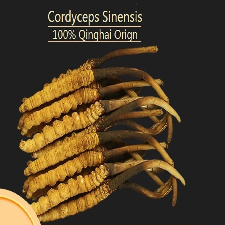  100% Аутентичный Qinghai-тибетское происхождение дикий Aweto Winterworm Summerherb Cordyceps