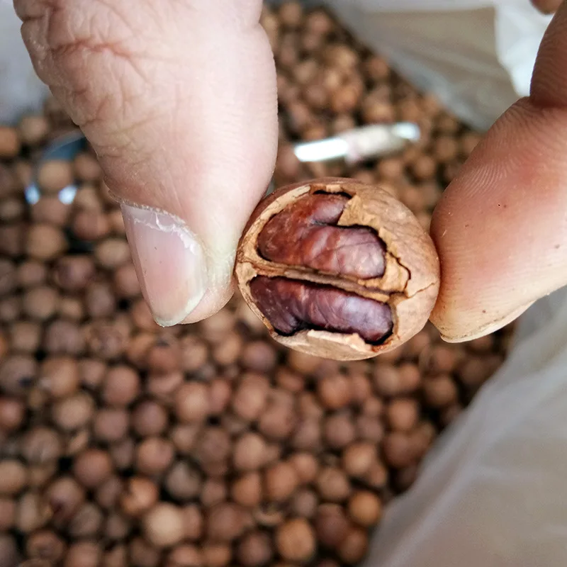 High Quality Wholesale Pecan Nuts Price Healthy Organic Roasted Pecan Nuts